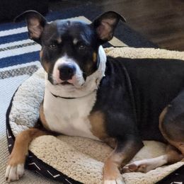 Déesse - American Pit Bull Terrier