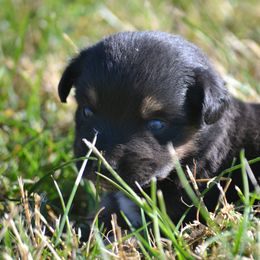 Black Tri Female - 1 - Black tri female Miniature Australian Shepherd puppy in Gravette, Arkansas from DiamondR Mini Aussies @ DiamondR Farm & Kennel