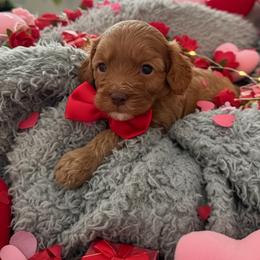 MILO - Red male Cavapoo puppy in 77304, Texas from Little Valley Puppies
