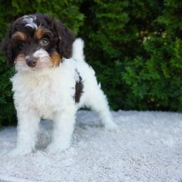 Ike - Brown and white male Cockapoo puppy in Shipshewana, Indiana from Home Raised Cockapoos