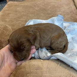 Boy 1 - Red male Cavapoo puppy in Sugarcreek, Ohio from True Hearted Doodles