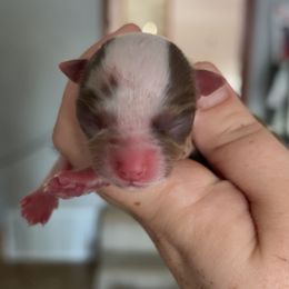 October - Merle male Chihuahua puppy in Austin, Indiana from Dog Bones N Harmony