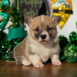 Holly - Red female Pembroke Welsh Corgi puppy in Columbus, Ohio from Rose Water Corgis in Ohio