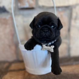 Red collar - Silver male Pug puppy in Tucson, Arizona from Furever Friends