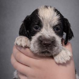 Myth - Liver white and roan male English Springer Spaniel puppy in Florida from Thunderbird Springers
