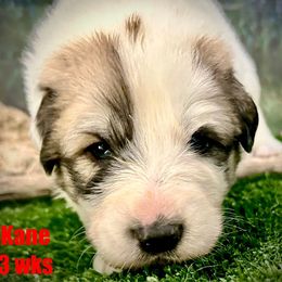 KANE Red collar male - White and badger male Great Pyrenees puppy in Fair Grove, Missouri from Allen Wags & Woolies