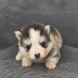 Holly - Silver and white female Pomsky puppy in Grass Valley, California from Karalot Pomskies