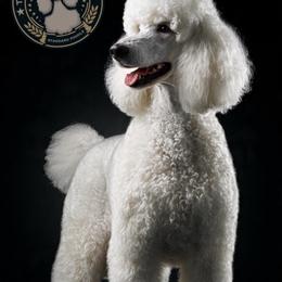 Nobu - Poodle