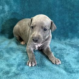 Genie - Blue brindle female Whippet puppy in Gentry, Arkansas from Mardel Robeson of Mulberry Hollow Whippets