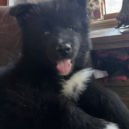 Pomsky and Siberian Husky Puppies from Osiris’s Siberians & Pomskies