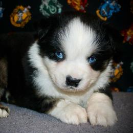 Dill - Black tri-color male Australian Shepherd puppy in El Dorado Springs, Missouri from HP Aussie Kennels