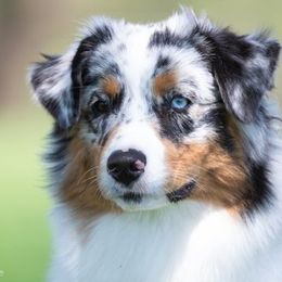 Australian Shepherds from Dove Creek Aussies
