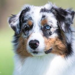 Australian Shepherds from Dove Creek Aussies