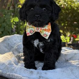 Orange - Black female Australian Labradoodle puppy in Anderson, California from Shaggy Doodles