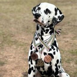 Posh - Dalmatian