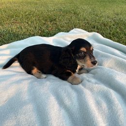 Winnie - Black and tan male Dachshund puppy in Modesto, California from Raws Doxies