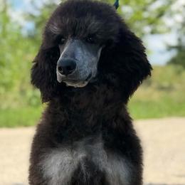 Poodle puppies from Prodigy Therapy Dogs