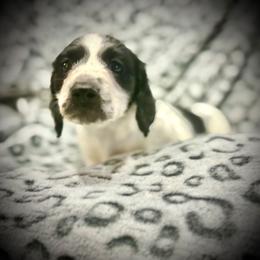Paul - Piebald male Dachshund puppy in Pocasset, Massachusetts from Dachs of the Bay