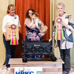 Collie Puppies from Highland Moor Kennel