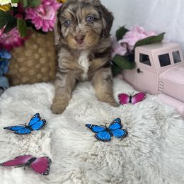 Aussiedoodle, Bernedoodle, and Goldendoodle Puppies from Little Golden Farm