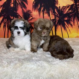 Shih Tzu Puppies from Sharleen's Paw-fect Shih Tzus