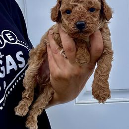 Sammy - Apricot male Poodle puppy in Franklin Park, Illinois from Windy City Majestic Toy Poodles