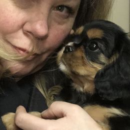 Cavalier King Charles Spaniel Puppies from Saranade Cavaliers