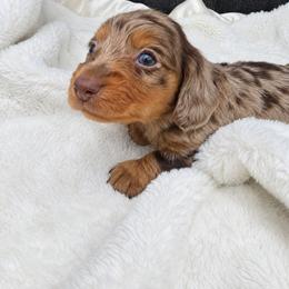 Foxy - Dapple female Dachshund puppy in West Haven, Utah from Doxie Trails LLC