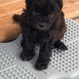 Puppies will be named later - Black male Pumi puppy in Delhi, New York from Catskill Pumi