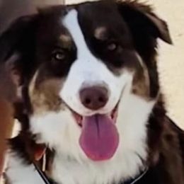 Companion Crosses from Mid-Ohio Australian shepherds