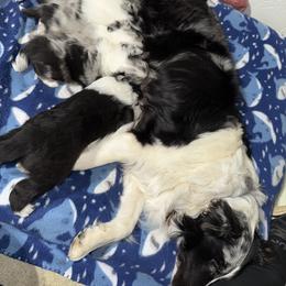 Shetland Sheepdog Puppies from Greener Fields Shelties