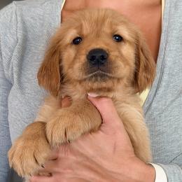 Jean - Luc - Golden male Golden Retriever puppy in Rancho Cucamonga, California from Robinson Retrievers
