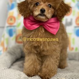 Cavapoo, Maltipoo, and Poodle Puppies from McCraws N Paws