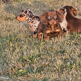 Gomez - Chocolate and tan male Dachshund puppy in Angola, Indiana from Heather's Dachshunds