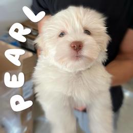 Havanese Puppies from Havanese Puppies of the Northshore