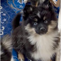 Levi - Black and white male Pomsky puppy in Long Grove, Illinois from Windy City Pomsky