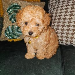 Honey - Apricot female Poodle puppy in Queens, New York from Pawfect Soul Puppies