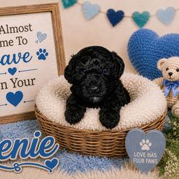 Genie - Black male Shihpoo puppy in Hertford, North Carolina from Heaven Sent Shihpoo's