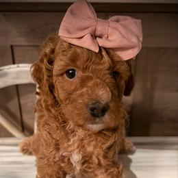 Kisses - Red  female Goldendoodle puppy in Bradenton, Florida from Christianna’s Mini Goldendoodles