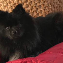 Maltese, Pomeranians, and Shih Tzus from Johnny's Pets