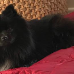 Maltese, Pomeranians, and Shih Tzus from Johnny's Pets