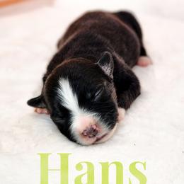 Hans - Black tri male Miniature Australian Shepherd puppy in Mc Alester, Oklahoma from Angel's Aussies