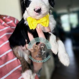 Cheddar - Tri-color male Bernedoodle puppy in Marion, Ohio from Doodles & Doxies