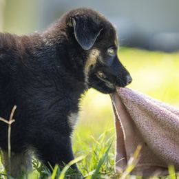 German Shepherd Puppies from Agrestal German Shepherds