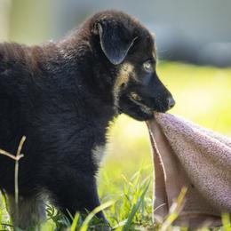 German Shepherd Puppies from Agrestal German Shepherds