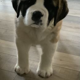 Newfoundland, Poodle, Saint Berdoodle, and Saint Bernard Puppies from Mammoth Doodles