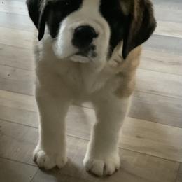 Newfoundland, Poodle, Saint Berdoodle, and Saint Bernard Puppies from Mammoth Doodles