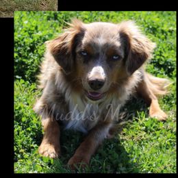 River - Miniature Australian Shepherd