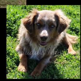 River - Miniature Australian Shepherd