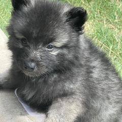Keeshond Puppies from Kozy Keeshonden